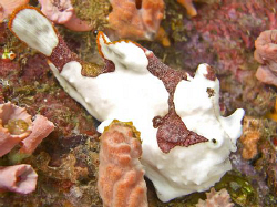 Froggy off Anilao Philippines. Casio exilim ex z1200 by Andrew Macleod 
